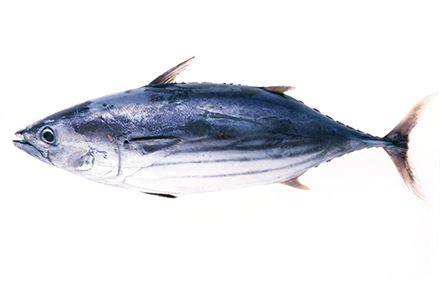 鰹魚