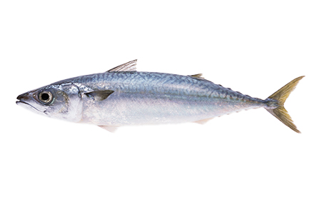 鯖魚